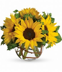 Sunny Sunflowers from Parkway Florist in Pittsburgh PA